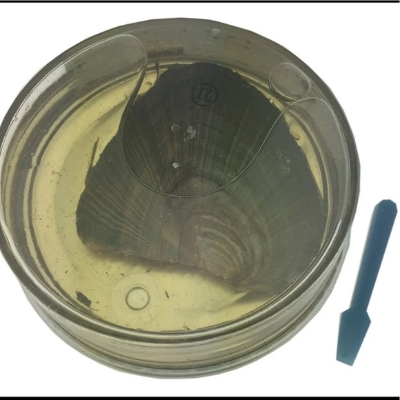 Love Pear Dream Catcher Necklace DIY Oyster Opening Kit - Picture 2 of 6